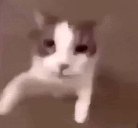 :Cat Kiss: