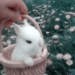 BunnyHaphe