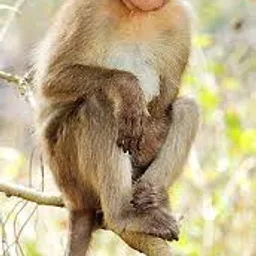 Monkey